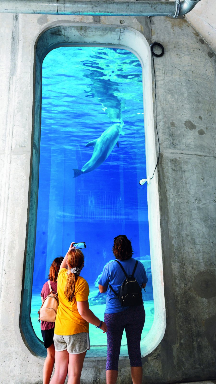 A family stands in front of a giant vertical window to watch at dolphin at the dolphin habitat at Clearwater Marine Aquarium