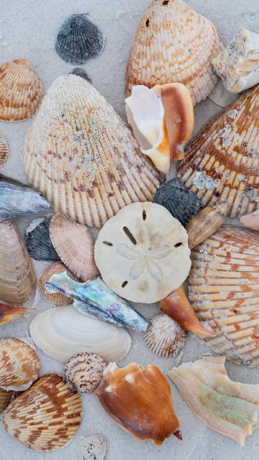 Your Shelling Guide to St. Pete-Clearwater | Visit St Petersburg Clearwater  Florida, image size:900x1600