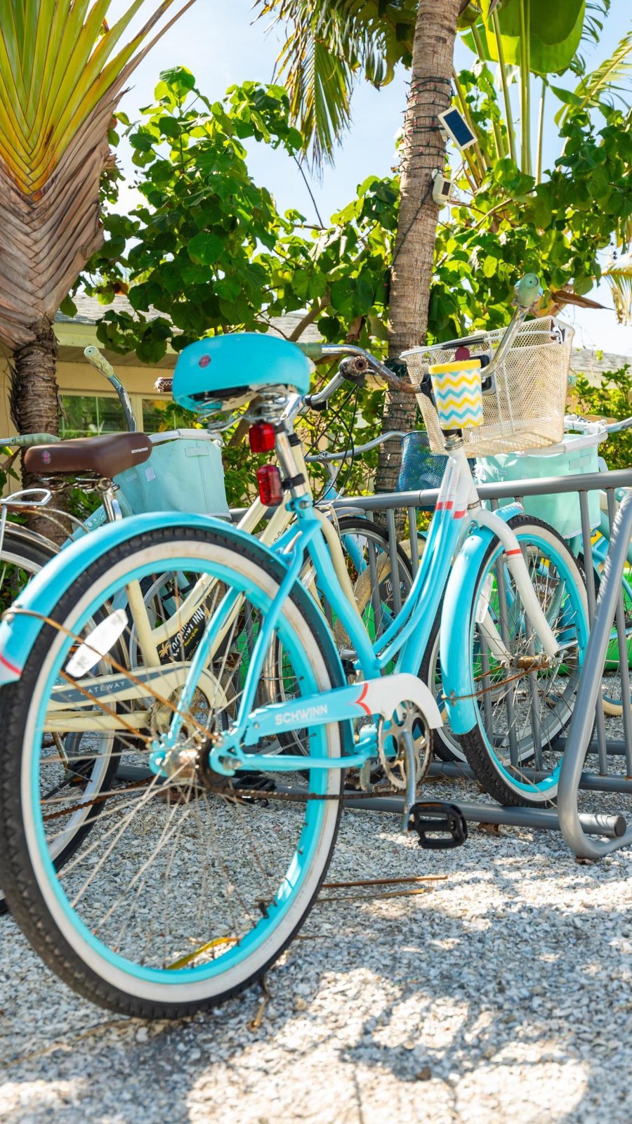 bikes at a rack near palm trees at Coconut Inn