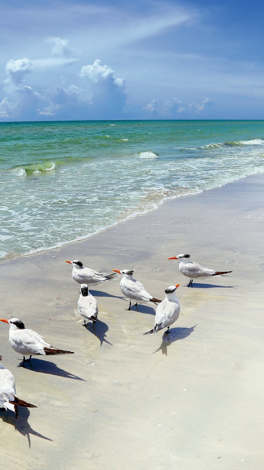 terns line up along the water's edge