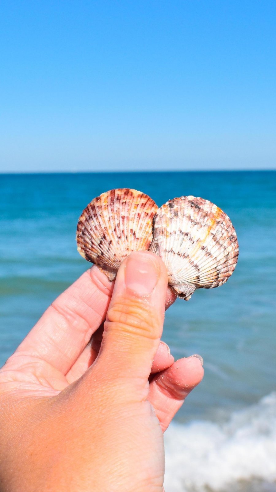 a person's hand holding two calico scallop shells at the beach with blue-green waters
