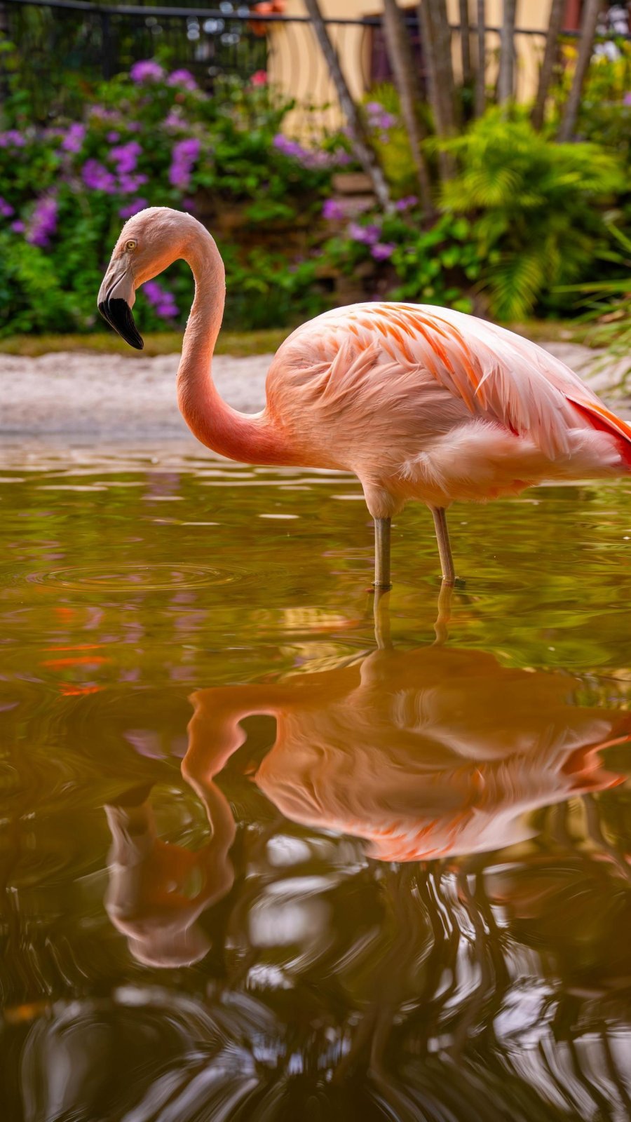 a flamingo standing in a small pond at Sunken Gardens in St. Pete, with flowers and foliage in the distance