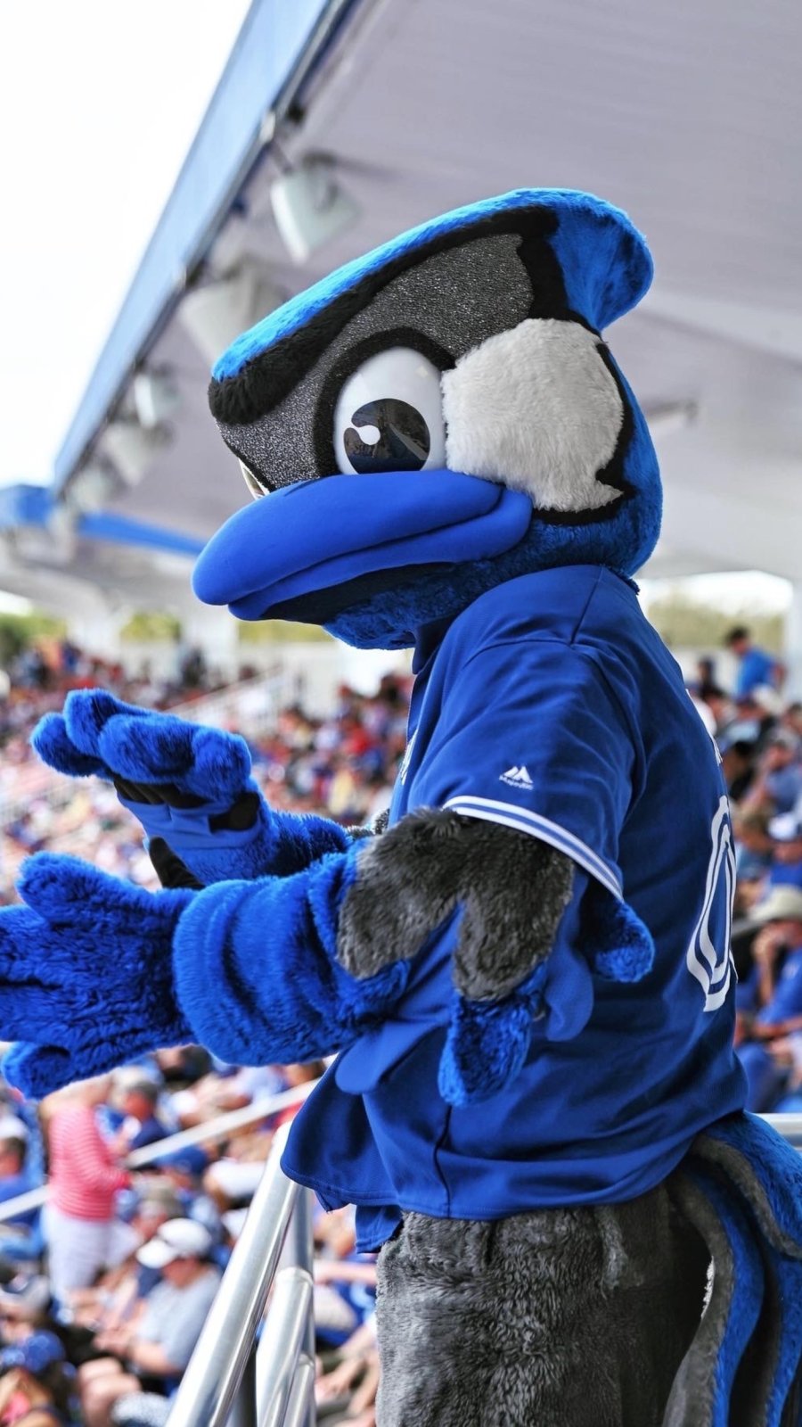 Ace, the mascot for the Toronto Blue Jays, at a spring training game
