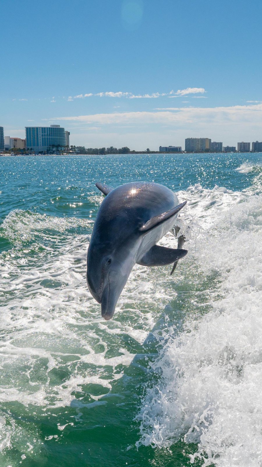 a dolphin jumping in the wake of a boat in Clearwater Harbor